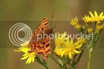 butterfly0014.jpg