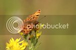 butterfly0015.jpg