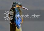 kingfisher0025copy.jpg