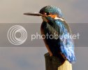 kingfisher0026copy.jpg