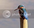kingfisher0027copy.jpg