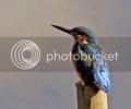 kingfisher0030copy.jpg