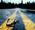 dead_frog_at_road.jpg