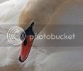 swan0060copy.jpg