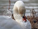 swan0061copy.jpg