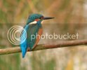 kingfisher0086copy.jpg
