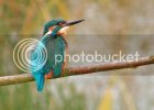 kingfisher0089copy.jpg