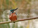 kingfisher0094copy.jpg