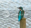 kingfisher0097copy.jpg