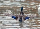 mallard0100copy.jpg