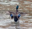 mallard0102copy.jpg
