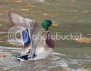 mallard0105copy.jpg