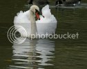 swans0115copy.jpg