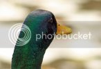 mallard0108copy.jpg