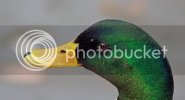 mallard0110copycopy.jpg