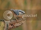 nuthatch0130copy.jpg