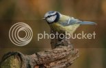 bluetit0137copy.jpg