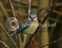 bluetit0138copy.jpg