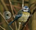 bluetit0141copy.jpg