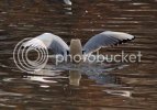 gull0142copy.jpg