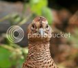 pheasant0156copy.jpg