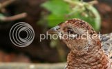 pheasant0155copy.jpg