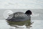 coot0162copy.jpg