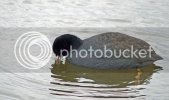 coot0163copy.jpg