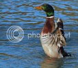 mallard0173copy.jpg