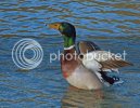 mallard0174copy.jpg