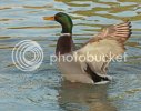 mallard0177copy.jpg
