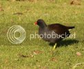 MOORHEN0188copy.jpg