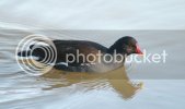 MOORHEN0189copy.jpg