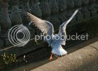 gull0201copy.jpg