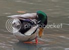 mallards10225copy.jpg
