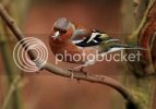 chaffinch0229copy.jpg