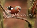 chaffinch0230copy.jpg