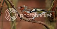 chaffinch0231copy.jpg