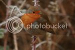 redbreast0429.jpg