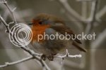 redbreast0426.jpg