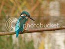 kingfisher0087copy.jpg