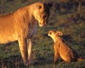 9lioness-playing-mara.jpg