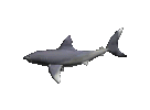 shark.gif