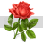 rose.png