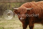cows0638.jpg