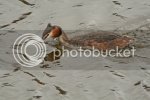 greatcrestedgrebe.jpg