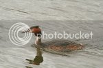 greatcrestedgrebe2.jpg