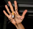 heather-banana-spider-780243.jpg heather-banana-spider-780243.jpg