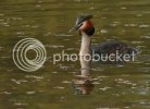 grebe4.jpg