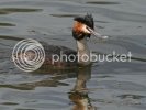 grebe2.jpg